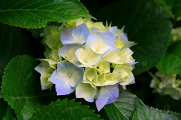 کمیته های آزمون